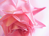 Close up of a pink rose\n