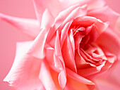 Close up of a pink rose\n