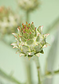 Close up of a cardoon\n