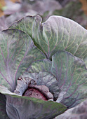 Close up of a red cabbage\n
