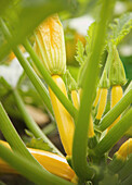 Gelbe Baby-Zucchini und Stängel