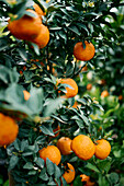 Close up vibrant oranges growing on tree branches in orchard\n