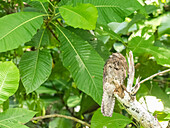 An adult common potoo (Nyctibius griseus) sleeping during the day at Playa Blanca, Costa Rica, Central America\n