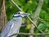 An adult yellow-crowned night heron (Nyctanassa violacea), along the shoreline at Playa Blanca, Costa Rica, Central America\n