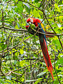 An adult scarlet macaw (Ara macao) feeding on fruit at Playa Blanca, Costa Rica, Central America\n