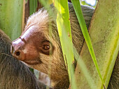 An adult mother Hoffmann's two-toed sloth (Choloepus hoffmanni) in a tree at Playa Blanca, Costa Rica, Central America\n