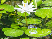 Eine ägyptische weiße Seerose (Nymphaea lotus) im Regenwald von Playa Blanca, Costa Rica, Mittelamerika