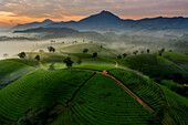 Luftaufnahme eines roten Autos auf der Straße durch Long Coc Tea Hill, Vietnam, Indochina, Südostasien, Asien