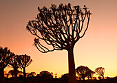 Köcherbaumwald, Keetmanshoop, Südliches Namibia, Afrika