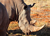White Rhino, Bagatelle Kalahari Game Ranch, Namibia, Africa\n