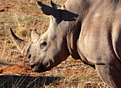 White Rhino, Bagatelle Kalahari Game Ranch, Namibia, Africa\n