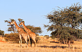 Giraffe, Bagatelle Game Reserve, Namibia, Africa\n