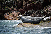 Atlantic Grey Seal, United Kingdom, Europe\n
