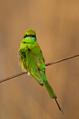 Green Bee-Eater (Merops orientalis), Bandhavgarh National Park, Madhya Pradesh, India, Asia\n