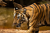 Bengal tiger (Panthera Tigris), Bandhavgarh National Park, Madhya Pradesh, India, Asia\n