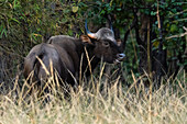 Indian Gaur (Bos gaurus), Bandhavgarh National Park, Madhya Pradesh, India, Asia\n