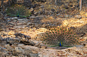 Indian Peafowl (Pavo cristatus) displaying, Bandhavgarh National Park, Madhya Pradesh, India, Asia\n