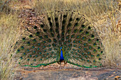 Indischer Pfau (Pavo cristatus) bei der Zurschaustellung, Bandhavgarh National Park, Madhya Pradesh, Indien, Asien