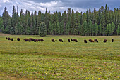 A herd of wild Buffalo grazing in a meadow on the North Rim of Grand Canyon, Grand Canyon National Park, UNESCO World Heritage Site, Arizona, United States of America, North America\n