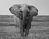 Afrikanischer Elefant (Loxodonta africana), Maasai Mara, Mara Nord, Kenia, Ostafrika, Afrika