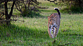 Leopard (Panthera Pardus), Maasai Mara, Mara Nord, Kenia, Ostafrika, Afrika