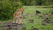 Afrikanischer Löwe (Panthera Leo), Mara Nord, Maasai Mara, Kenia, Ostafrika, Afrika