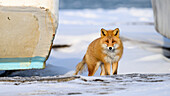 Red Fox, Nutsuke Peninsula, Hokkaido, Japan, Asia\n