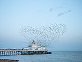 Starling murmuration, The Pier, Eastbourne, East Sussex, England, Vereinigtes Königreich, Europa
