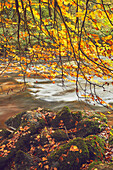 Beech trees in autumn colour beside the River Barle at Tarr Steps, near Dulverton, Exmoor National Park, Somerset, England, United Kingdom, Europe\n