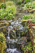 Ein schattiger, von Pflanzen gesäumter Bach verläuft durch das Herz des Gartens, RHS Rosemoor Garden, Great Torrington, Devon, England, Vereinigtes Königreich, Europa