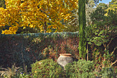Autumn colours and urn in a group of garden trees and shrubs, RHS Rosemoor, Great Torrington, Devon, England, United Kingdom, Europe\n