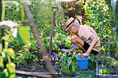Älterer Mann bei der Gartenarbeit an einem sonnigen Sommertag