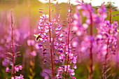 Nahaufnahme einer Biene, die bei Sonnenuntergang rosa Blüten bestäubt