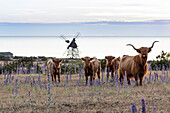 Scottish Highland cows grazing at flowering meadow\n