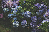 Blue hydrangea flower in full bloom\n