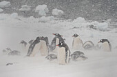 Eselspinguin-Kolonie (Pygoscelis papua), Mikkelsen, Trinity Island, Antarktis.