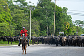 Ein Cowboy und eine Herde Büffel (Buffalypso oder Trinidadischer Wasserbüffel) überqueren einen Highway im Orange Walk District in Belize.