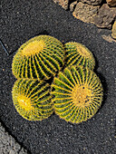 Echinocactus grusonil var. brevispinus. Der Jardin de Cactus (Kaktusgarten) ist ein wunderbares Beispiel für einen in die Landschaft integrierten architektonischen Eingriff, entworfen von Cesar Manrique auf Lanzarote, Kanarische Inseln, Spanien