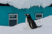 Gentoo penguin (Pygoscelis papua), Damoy Point, Wiencke Island, Antarctica.\n