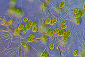 Das Bild zeigt Euglenoide unter Grünalgen, fotografiert durch das Mikroskop in polarisiertem Licht bei einer Vergrößerung von 100X