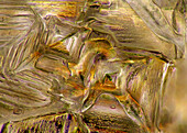 The image presents crystallized mixture of kitchen salt and erythritol, photographed through the microscope in polarized light at a magnification of 100X\n