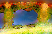 The image presents reed stalk in transversal cross-section, photographed through the microscope in polarized light at a magnification of 200X\n