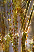 "Das Bild zeigt Cladophora sp. ""Zweige"" (eine Art von Grünalgen) mit Cocconeis sp. (eine Art von Kieselalgen), die sich darauf niedergelassen haben, fotografiert durch das Mikroskop in polarisiertem Licht bei einer Vergrößerung von 100X"