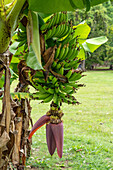 An einem Baum wachsende Bananen im archäologischen Reservat Caracol in Belize.