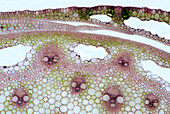 The image presents reed stalk in transversal cross-section, photographed through the microscope in bright field, at a magnification of 100X\n