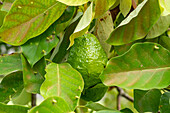 Frucht an einem Avocadobaum, Persea americana, im archäologischen Reservat Caracol im Hochland von Belize.