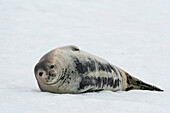 Crabeater seal (Lobodon carcinophaga) resting on ice, Half Moon Island, Antarctica.\n