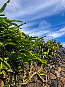 Der Jardin de Cactus (Kaktusgarten) ist ein wunderbares Beispiel für einen in die Landschaft integrierten architektonischen Eingriff, entworfen von Cesar Manrique auf Lanzarote, Kanarische Inseln, Spanien