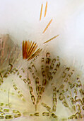 The image presents Batrachospermum sp., a kind of red algae and some kind of diatoms photographed through the microscope in slightly polarized light at a magnification of 200X\n