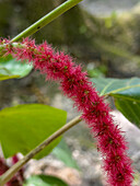 The red inflorescence of a chenille plant, Acalypha hispida, in the Cahal Pech Archeological Reserve in San Ignacio, Belize.\n